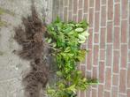 Prunus laurier rotanufolia per 10, Tuin en Terras, Planten | Bomen, Bloeit niet, Overige soorten, Minder dan 100 cm, Ophalen