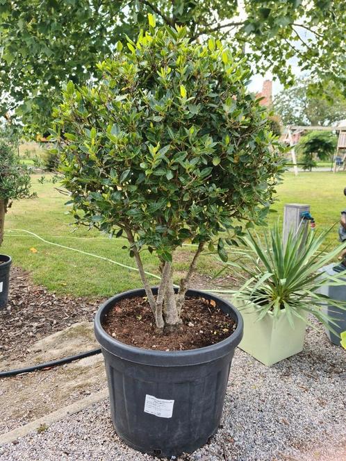 Viburnum Tinus meerstam - Sneeuwbal, Tuin en Terras, Planten | Tuinplanten, Halfschaduw, Ophalen
