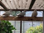 diamantduifjes, Meerdere dieren, Overige soorten