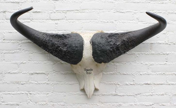 Schedel KAAPSE BUFFEL / KAFFER BUFFEL Oeganda 1967 (gewei), Verzamelen, Dierenverzamelingen, Gebruikt, Schedel, Wild dier, Ophalen