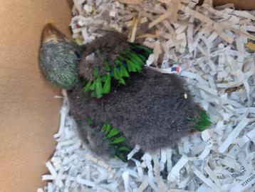 Edelpapegaai voor handopfok beschikbaar voor biedingen