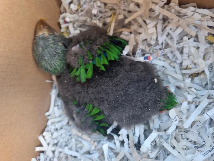 Edelpapegaai voor handopfok, Dieren en Toebehoren, Vogels | Parkieten en Papegaaien, Papegaai, Mannelijk, Tam, Geringd