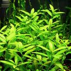 Aquariumplant - Hygrophila Polysperma (Belgisch groen), Ophalen of Verzenden, Zo goed als nieuw