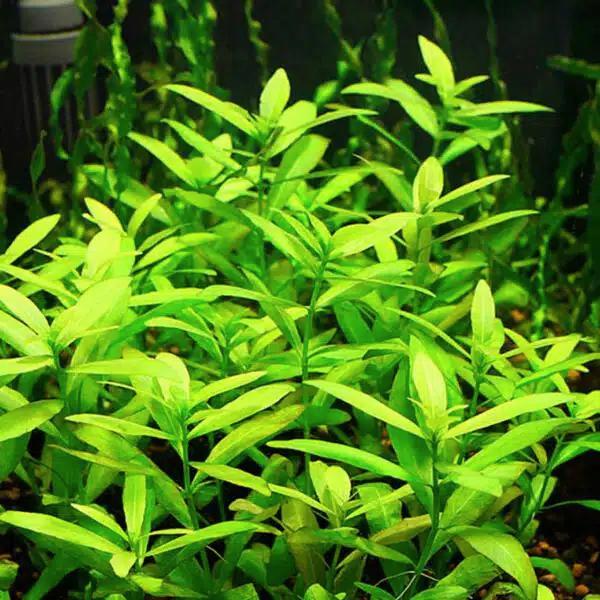 Aquariumplant - Hygrophila Polysperma (Belgisch groen), Dieren en Toebehoren, Vissen | Aquaria en Toebehoren, Zo goed als nieuw