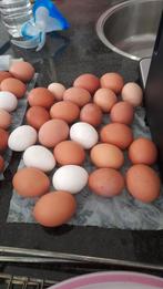 verse eieren loslopendd kippen, Diversen, Levensmiddelen, Ophalen of Verzenden