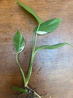 Monstera Variegata, Huis en Inrichting, Kamerplanten, Ophalen, Overige soorten, Halfschaduw, Minder dan 100 cm