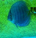 DISCUS VISSEN [ BLAUW ] 2X, Dieren en Toebehoren, Vissen | Aquariumvissen, Vis