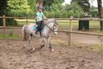 Super leuke B pony, Dieren en Toebehoren, B, Ruin, Springpony, 3 tot 6 jaar