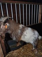 Schoco tan hermelijn bokje., Dieren en Toebehoren, Mannelijk, Geit, 0 tot 2 jaar