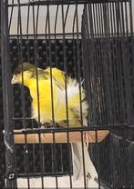 Man 2025frise nords man 2025, Dieren en Toebehoren, Vogels | Kanaries