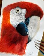 Ara, Dieren en Toebehoren, Vogels | Parkieten en Papegaaien