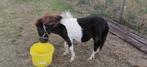 Pony's te koop, Dieren en Toebehoren, Merrie