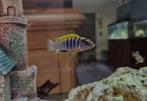 Labidochromis hongi malawi cichliden hobbykweek, Dieren en Toebehoren, Vissen | Aquariumvissen, Vis, Zoetwatervis