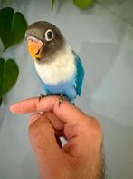 Bébé agapornis super apprivoisée, Animaux & Accessoires