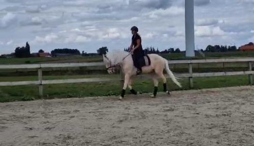 Weide maatje  pre 1500€, Animaux & Accessoires, Chevaux, Hongre, Débourré, 160 à 165 cm, 7 à 10 ans, Cheval de récréation, Avec puce électronique