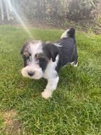 Tibetaanse terriër pups, Dieren en Toebehoren, Honden | Chihuahua's en Gezelschapshonden, België, Overige rassen, CDV (hondenziekte)