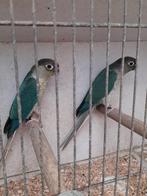 4 Koppels pyrrhuras  blauw opaline/lutino en 0paline/lut/b, Dieren en Toebehoren, Vogels | Parkieten en Papegaaien, Geringd