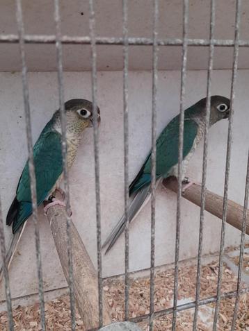   4 Koppels pyrrhuras  blauw opaline/lutino en 0paline/lut/b beschikbaar voor biedingen