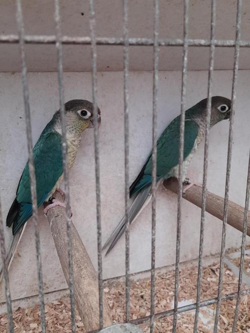 4 Koppels pyrrhuras  blauw opaline/lutino en 0paline/lut/b, Dieren en Toebehoren, Vogels | Parkieten en Papegaaien, Geringd