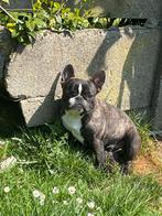 French Bulldog, Dieren en Toebehoren, België, Particulier, CDV (hondenziekte), 1 tot 2 jaar