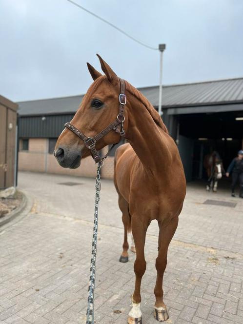 Recreatie paard, Dieren en Toebehoren, Paarden, Ruin, 160 tot 165 cm, 11 jaar of ouder, Recreatiepaard, Met stamboom, Gechipt