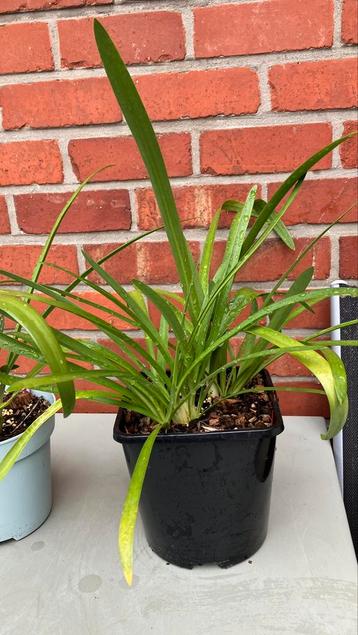Agapanthus beschikbaar voor biedingen