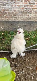 Oeuf fécondés Silkie Usa x Araucana, Plusieurs animaux, Poule ou poulet