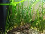 Vallisneria spiralis Red Tiger, Dieren en Toebehoren