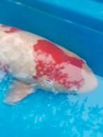 Koi, Dieren en Toebehoren, Karper of Koi