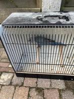 rozella blauw pastel, Dieren en Toebehoren, Vogels | Parkieten en Papegaaien, Geringd