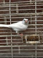 Witte kanarie 2025 – Gezond en levendig, Dieren en Toebehoren, Vogels | Kanaries, Geslacht onbekend