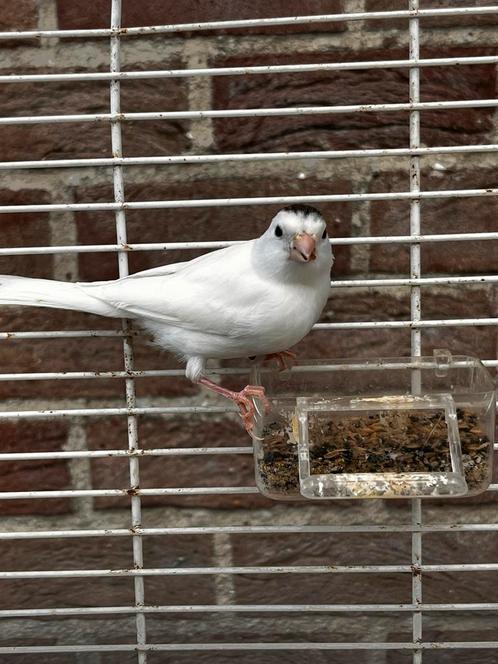 Witte kanarie 2025 – Gezond en levendig, Dieren en Toebehoren, Vogels | Kanaries, Geslacht onbekend