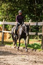 Aangeboden verhuur draagmerrie prive, Dieren en Toebehoren