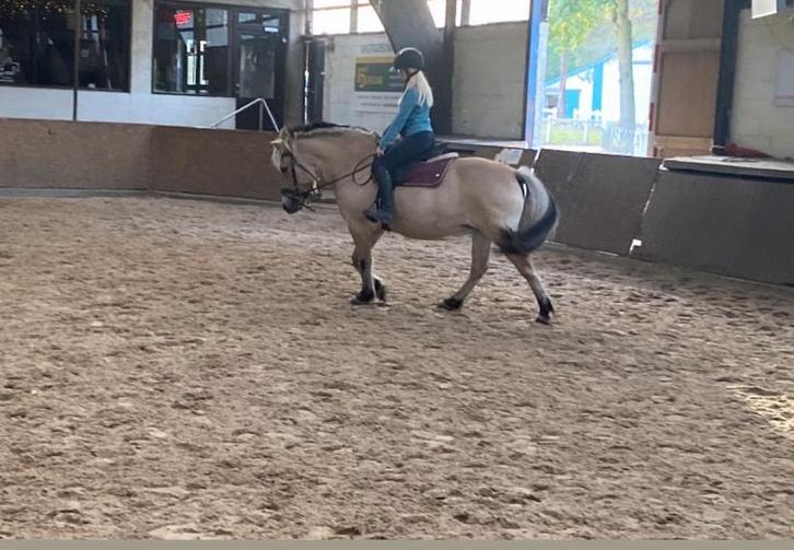 Fjord te koop, Animaux & Accessoires, Poneys, Jument