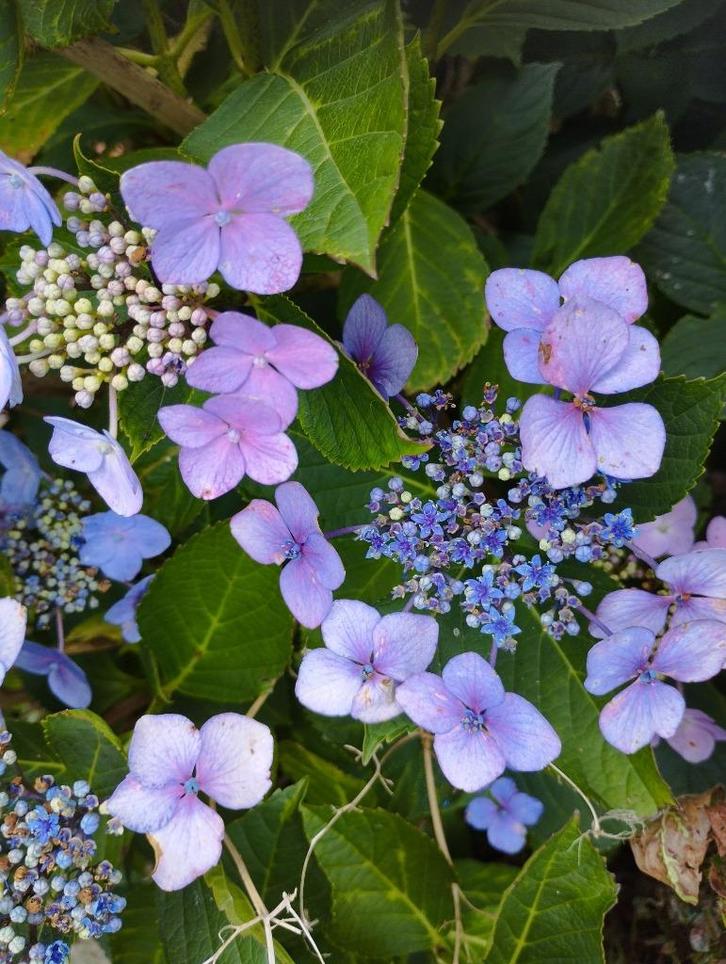 Mooie hortensia's in blauwe en roze kleur, Tuin en Terras, Planten | Tuinplanten, Vaste plant, Overige soorten, Zomer, Ophalen