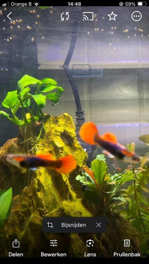 Guppy Tuxedo koi, Dieren en Toebehoren, Vissen | Aquariumvissen, Zoetwatervis, Vis, Schoolvis