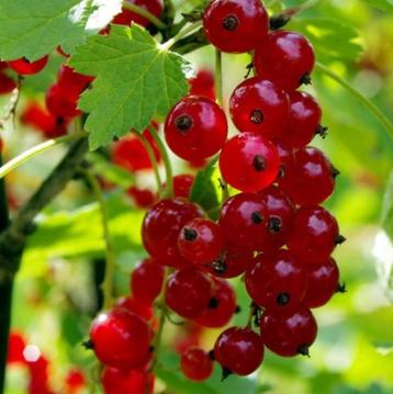 Aalbes struik rood, Printemps, Plein soleil, Enlèvement, Plantes fruitières