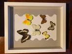 Kaders opgevuld met vlinders - Taxidermie, Ophalen, Nieuw