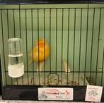 Norwich mannen, Animaux & Accessoires, Oiseaux | Canaris, Mâle, Canari de posture