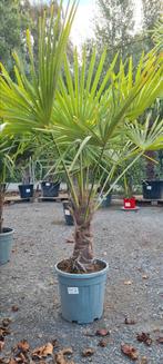 Palmboom Trachycarpus Fortunei, Tuin en Terras, Planten | Bomen, Ophalen, Halfschaduw, Palmboom