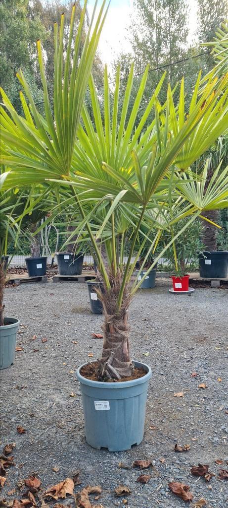 Palmboom Trachycarpus Fortunei, Tuin en Terras, Planten | Bomen, Palmboom, Halfschaduw, Ophalen