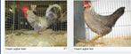 Cream de legbar kuikens, Dieren en Toebehoren, Pluimvee, Kip