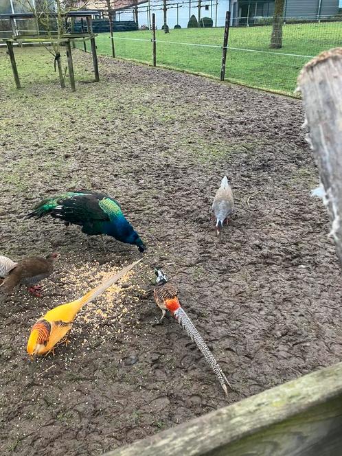 Te koop lady fazanten 3 hennen en 1 haan plus andere, Dieren en Toebehoren, Pluimvee