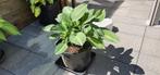 Hosta Striptease vraagprijs 30 euro, Vaste plant, Halfschaduw, Zomer, Ophalen