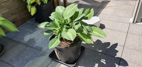 Hosta Striptease vraagprijs 30 euro, Tuin en Terras, Planten | Tuinplanten, Vaste plant, Overige soorten, Halfschaduw, Zomer, Ophalen