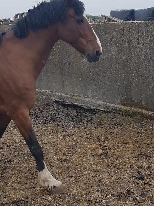 super brave tuigpaardmerrie, Dieren en Toebehoren, Paarden, Merrie, Niet van toepassing, 165 tot 170 cm, 11 jaar of ouder, Tuigpaard