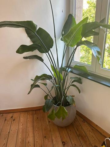 Grande plante Oiseau du Paradis, Ophalen, Overige soorten, Halfschaduw, In pot