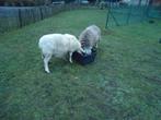 2 drachtige ooien van 3 jaar en 5 jaar, Vrouwelijk, Schaap, 3 tot 5 jaar
