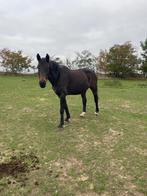 Jument de sport 20 ans, Dieren en Toebehoren, Paarden, L