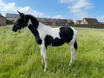 3 jarige merrie, Dieren en Toebehoren, Paarden, Merrie, Springpaard, Gechipt, 3 tot 6 jaar